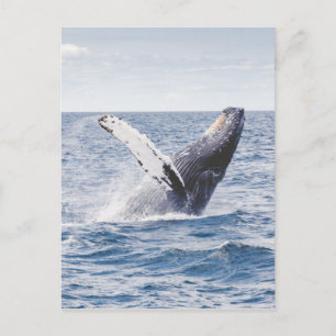 Whale Breaching the Water Postcard