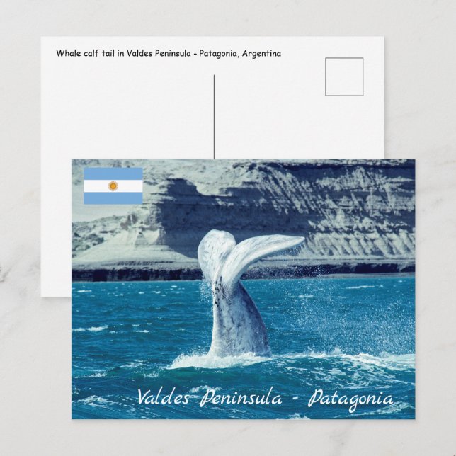 Whale calf tail - Argentina Postcard (Front/Back)