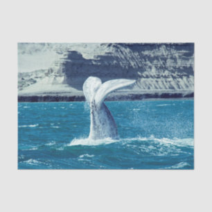 Whale calf tail - Argentina Postcard Tissue Paper