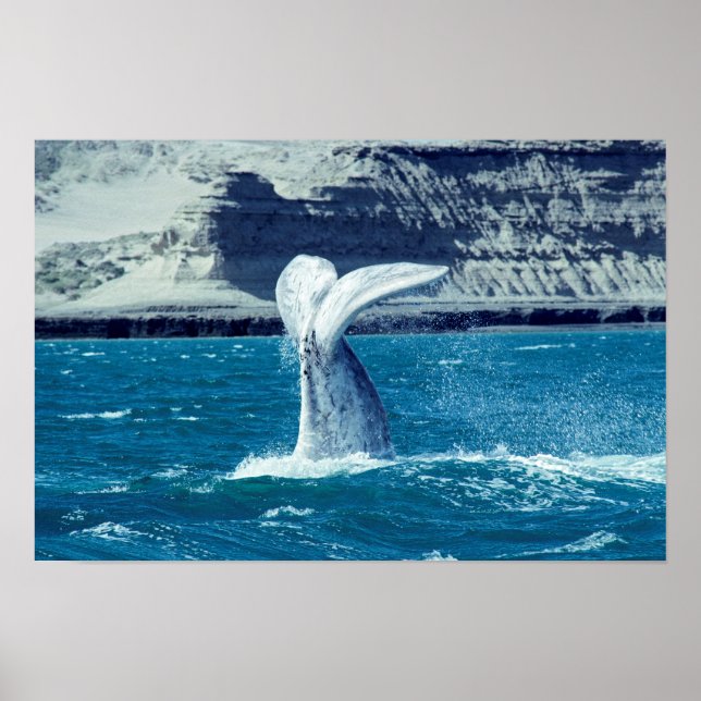 Whale calf tail - Argentina Poster (Front)