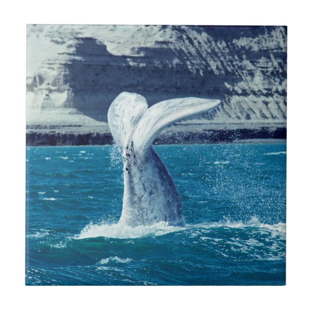 Whale calf tail - Argentina Tile (Front)