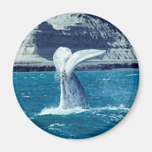 Whale calf tail magnet