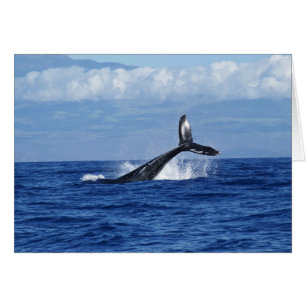 Whale Diving in Ocean, Fluke, Tail out of Water