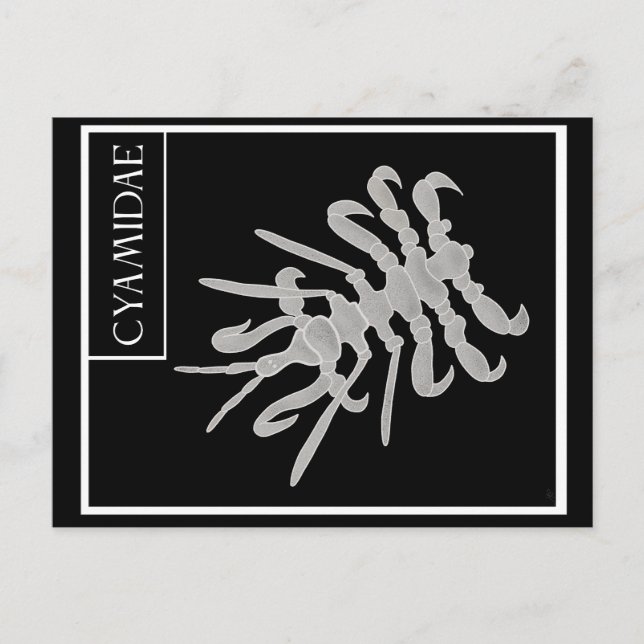 Whale Louse Postcard (Front)