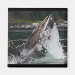 Whale Magnet