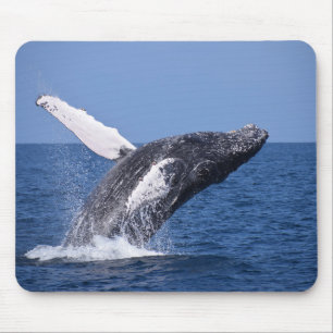 Whale Mouse Mat