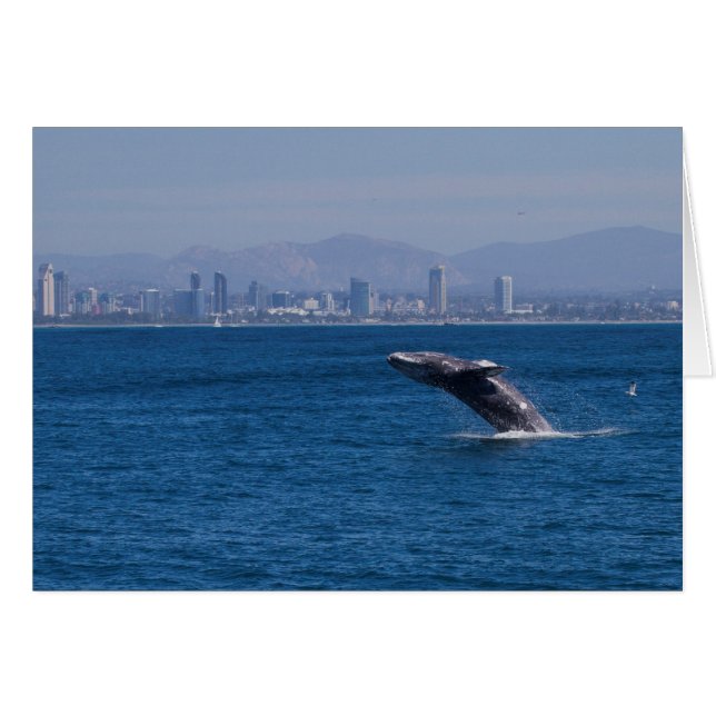 Whale of a time (Front Horizontal)