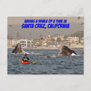 Whale of a Time Santa Cruz California Postcard