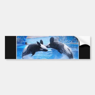 Whale Photo Bumper Sticker