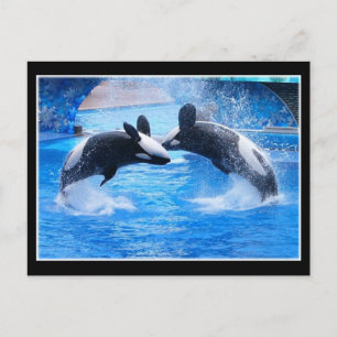 Whale Photo Postcard