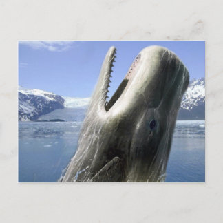 Whale Postcard