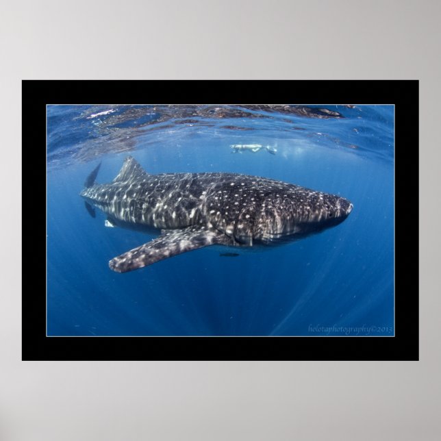 Whale shark #5 poster (Front)