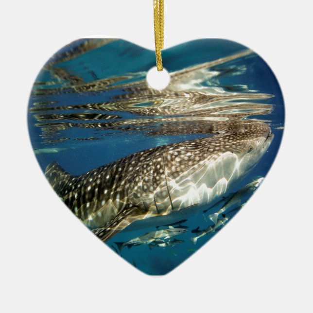 Whale shark and remora fish ceramic tree decoration (Front)