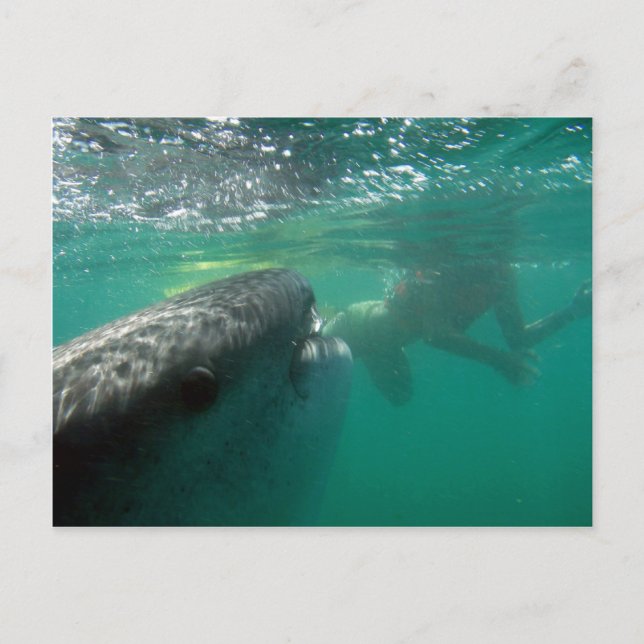 Whale Shark and Swimmer Postcard (Front)