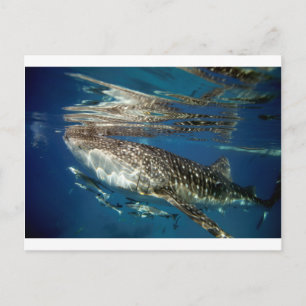 Whale shark Oslob Philippines Postcard