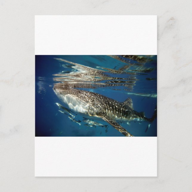 Whale shark Oslob Philippines Postcard (Front)