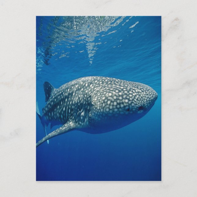 Whale Shark Postcard (Front)