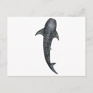 Whale shark postcard
