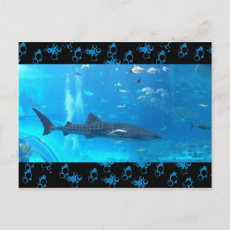whale shark postcard
