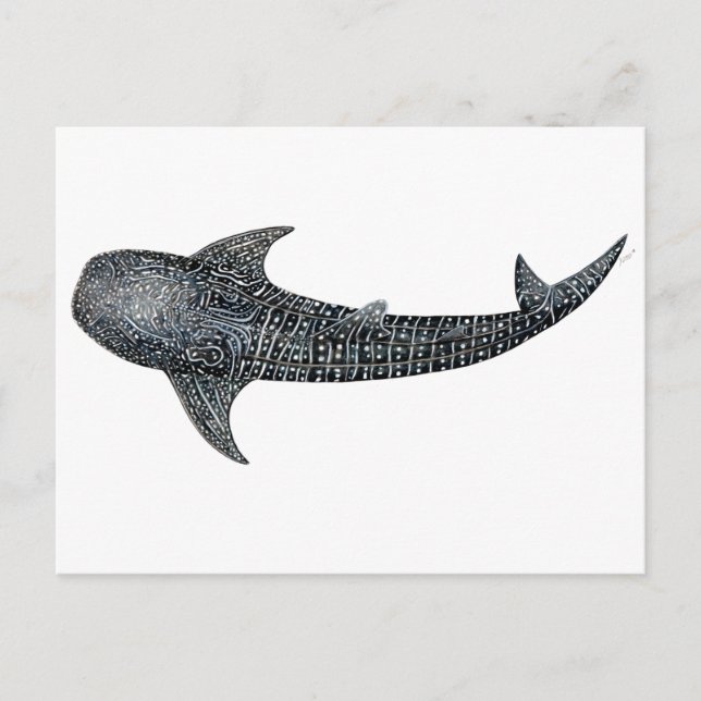 Whale shark postcard (Front)