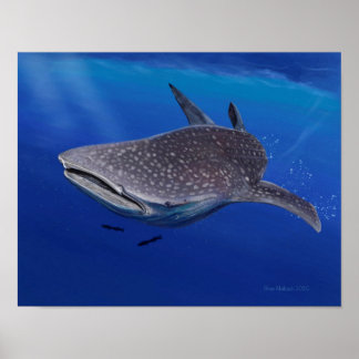 Whale Shark Poster