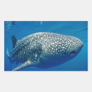Whale Shark Rectangular Sticker