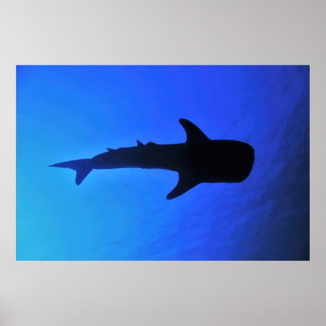 Whale Shark Silhouette Poster (Front)