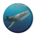 Whale Shark Swimming