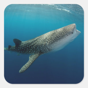 Whale Shark Swimming Square Sticker