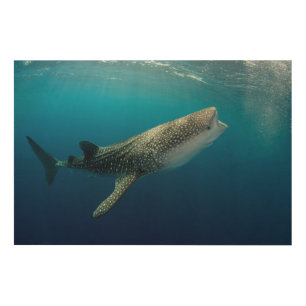 Whale Shark Swimming Wood Wall Art