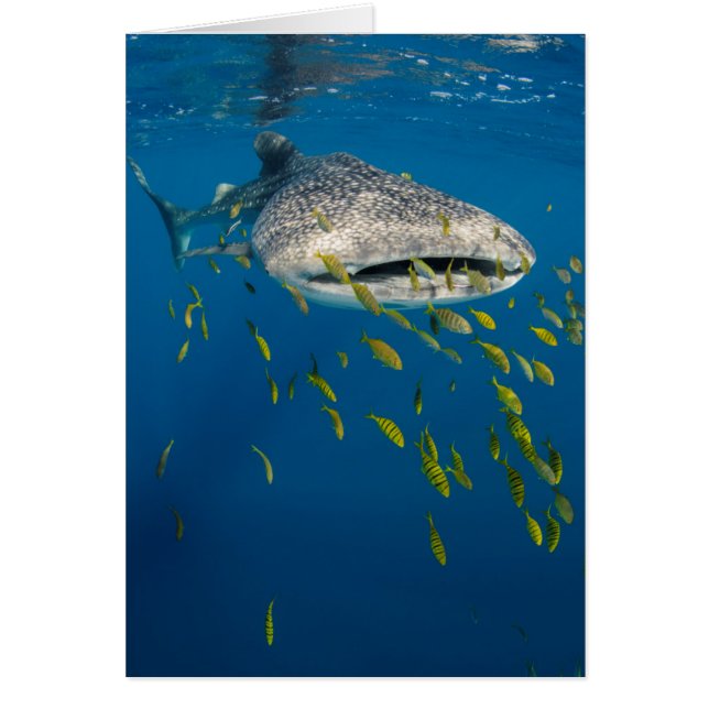 Whale Shark with fish, Indonesia (Front)