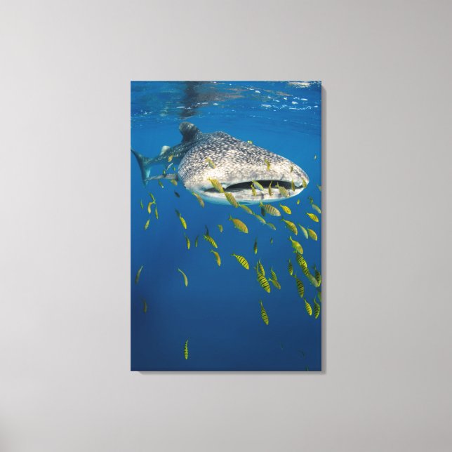 Whale Shark with fish, Indonesia Canvas Print (Front)