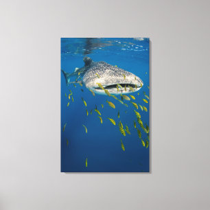 Whale Shark with fish, Indonesia Canvas Print