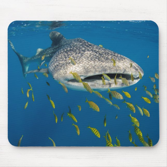 Whale Shark with fish, Indonesia Mouse Mat (Front)