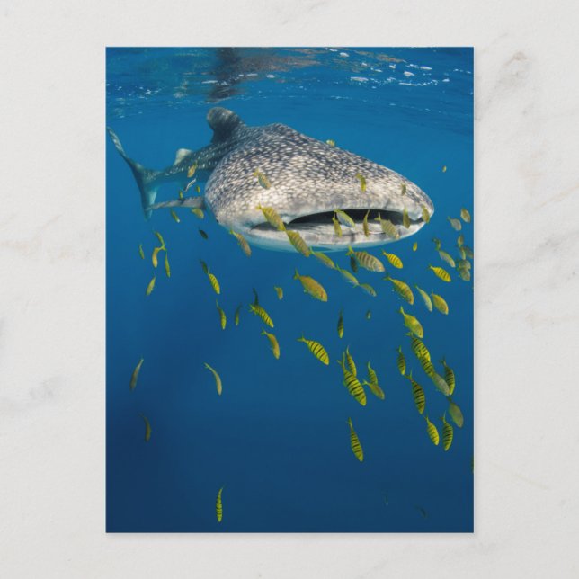 Whale Shark with fish, Indonesia Postcard (Front)