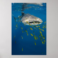 Whale Shark with fish, Indonesia