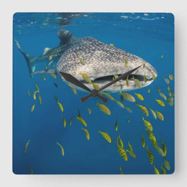Whale Shark with fish, Indonesia Square Wall Clock (Front)