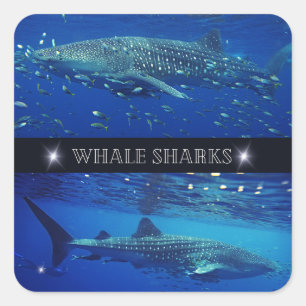 Whale Sharks Square Sticker