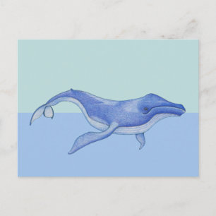 Whale solo Postcard