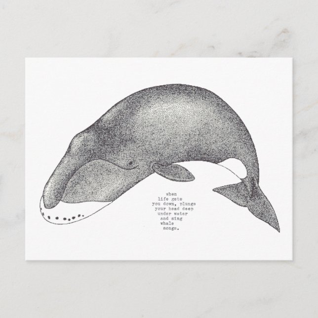 whale songs postcard (Front)