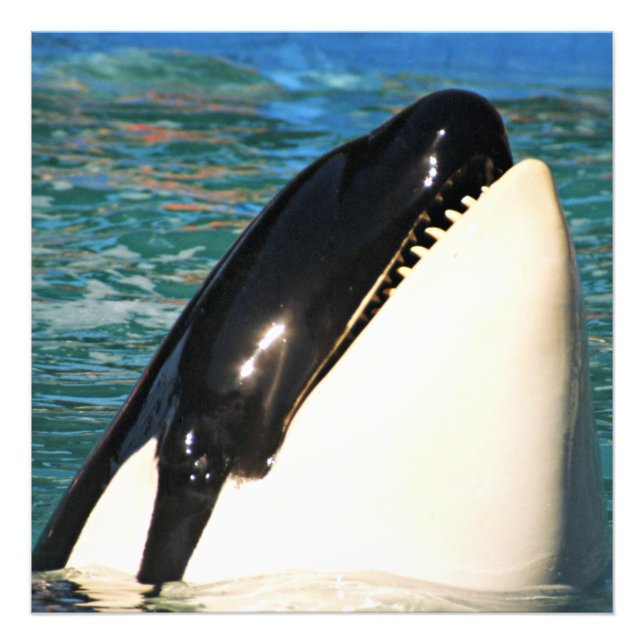 Whale Surfacing in Open Sea Photo Print (Front)