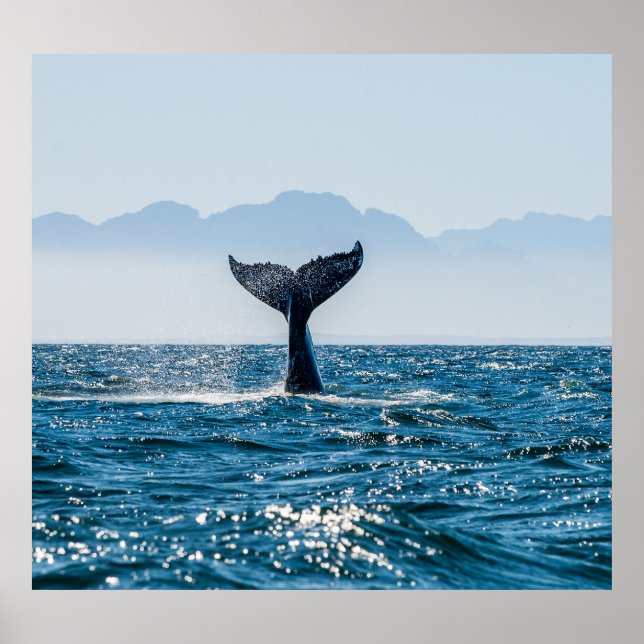 Whale Tail Seascape: Dramatic Water. Poster (Front)