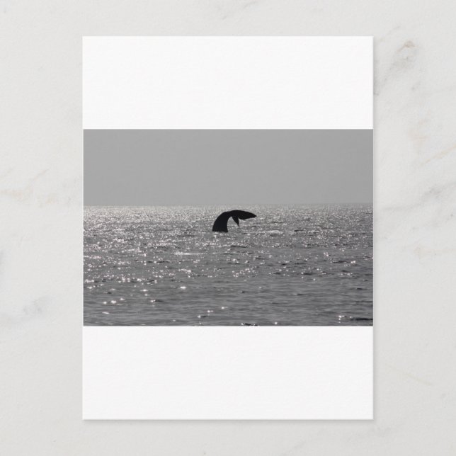 Whale-watching - Southern right whale print Postcard (Front)