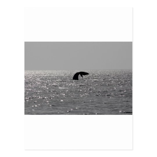 Whale-watching - Southern right whale print Postcard