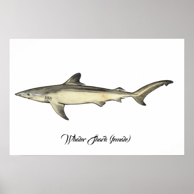 Whaler Shark (female) Poster (Front)