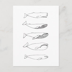 Whales Illustration (line art) Postcard