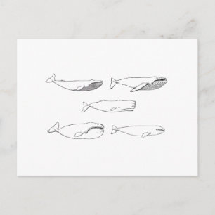 Whales Illustration (line art) Postcard