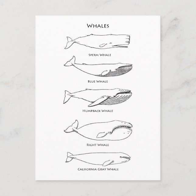 Whales Logo Postcard (Front)