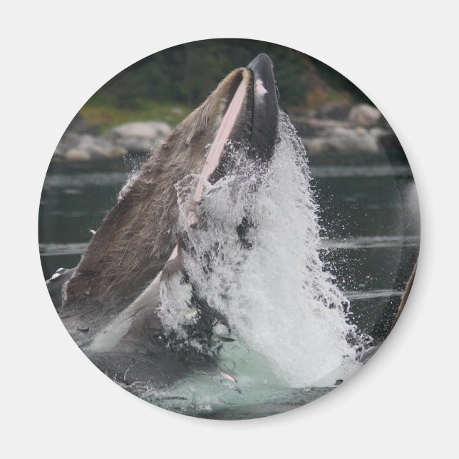 whales magnet (Front)
