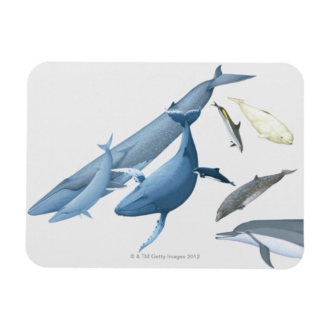 Whales Magnet (Horizontal)
